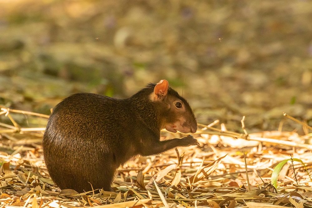 Caribbean-Trinidad-Asa Wright Nature Center Agouti eating
